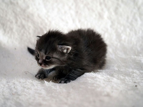 Odinn am 8. März 2025